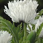 Papaver 'White Ruffles'